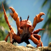 ANDREWMEISLANDVIBE65181D6B0521